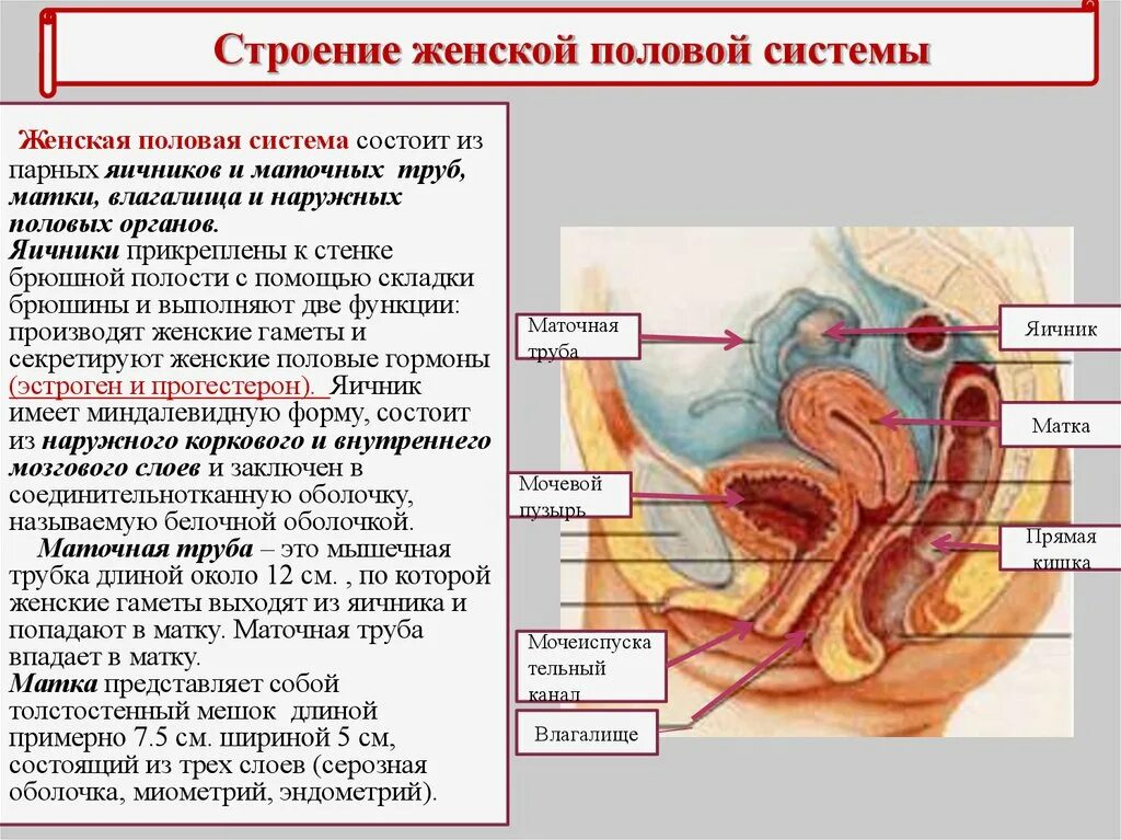 Органы составляющие женскую половую систему. Женская половая/система строение и функции. Органы половой системы женские наружное строение и функции. Женская половая/система анатомия внутреннее строение. Наружные половые органы строение анатомия.