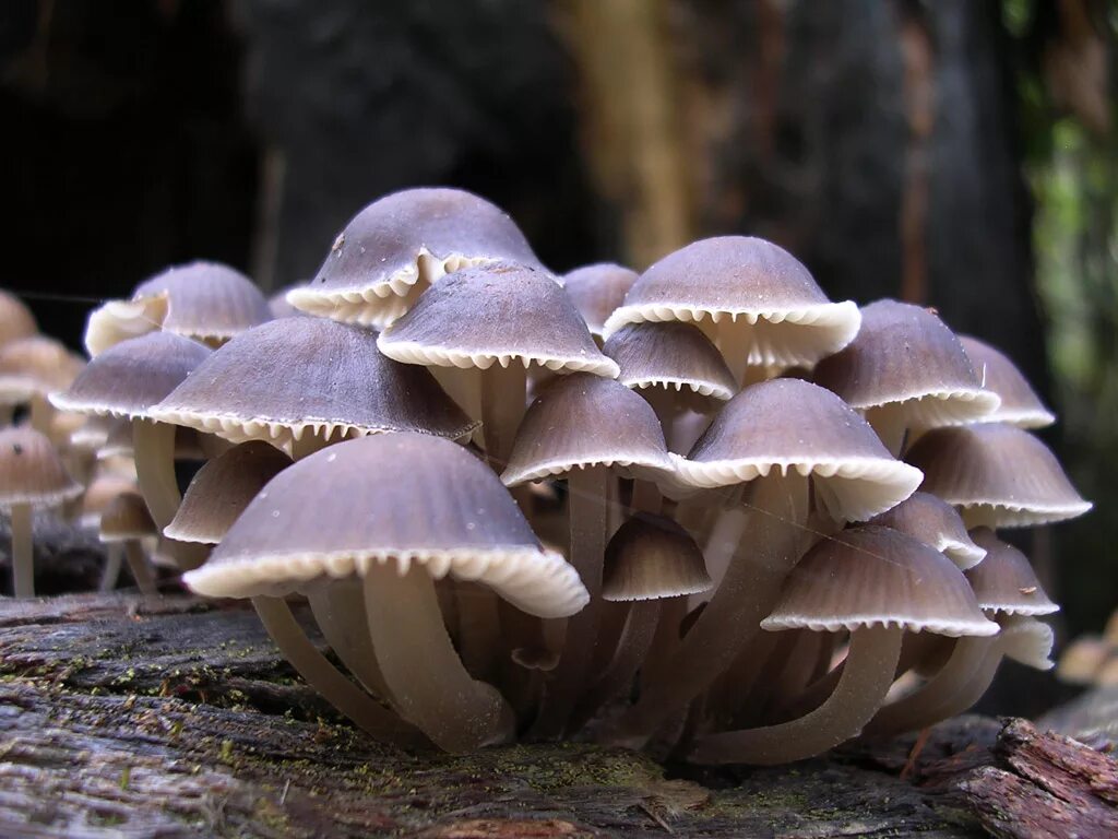 Грибы нокиа. Машрумс грибы. Грибы fungi. Фунгус гриб. Необычные грибы.
