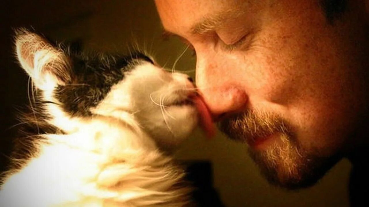 Met cat. Мужчина обнимает кота. Счастливый кот с хозяином. Мужчина целует кота. Котенок с хозяином.