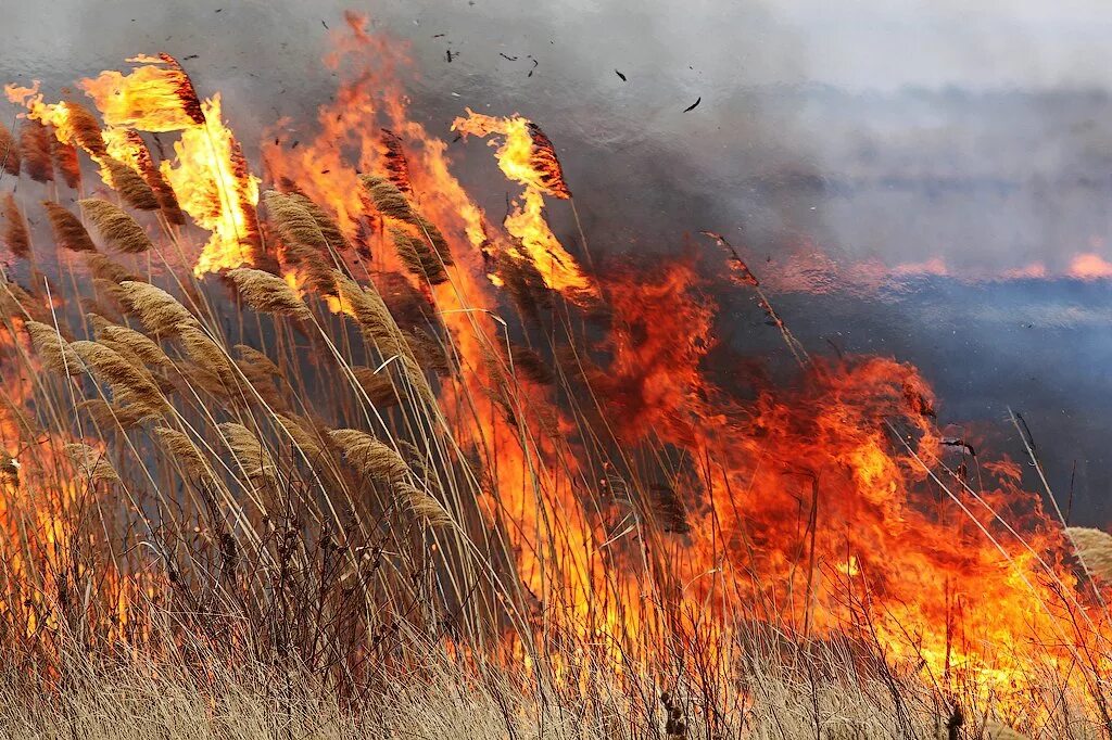 поле в огне. пожар хлебных массивов. пожар хлебных массивов. пожар хлебных массивов. пожар хлебных массивов.