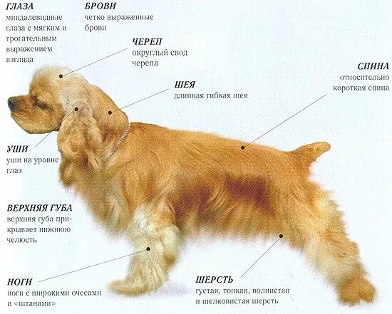 Американский кокер спаниель рост и вес. Кокер спаниель стандарт породы. Английский кокер спаниель Размеры. Вес американского кокер спаниеля. Сколько весит щенок спаниеля