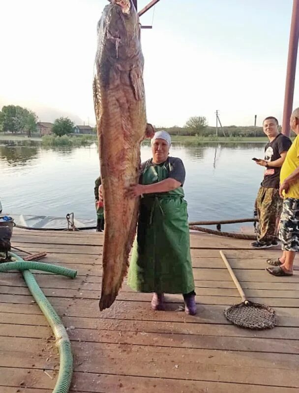 Самый большой сом в астрахани. Астраханский сом. Самый большой сом в волге. Огромный сом в астрахани. Астраханский сом.