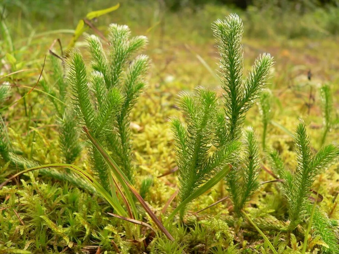 Ликоподий (плаун булавовидный). Плаун ликоподий. Плаун булавовидный Lycopodium clavatum l.. Плакун булавововидный. Плаун цветковый