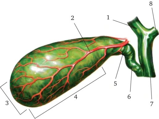 Сосуды желчного пузыря. Кровоснабжение желчного пузыря. Анатомические структуры желчного пузыря. Анатомия сосудов желчного пузыря. Холедох кровоснабжение.