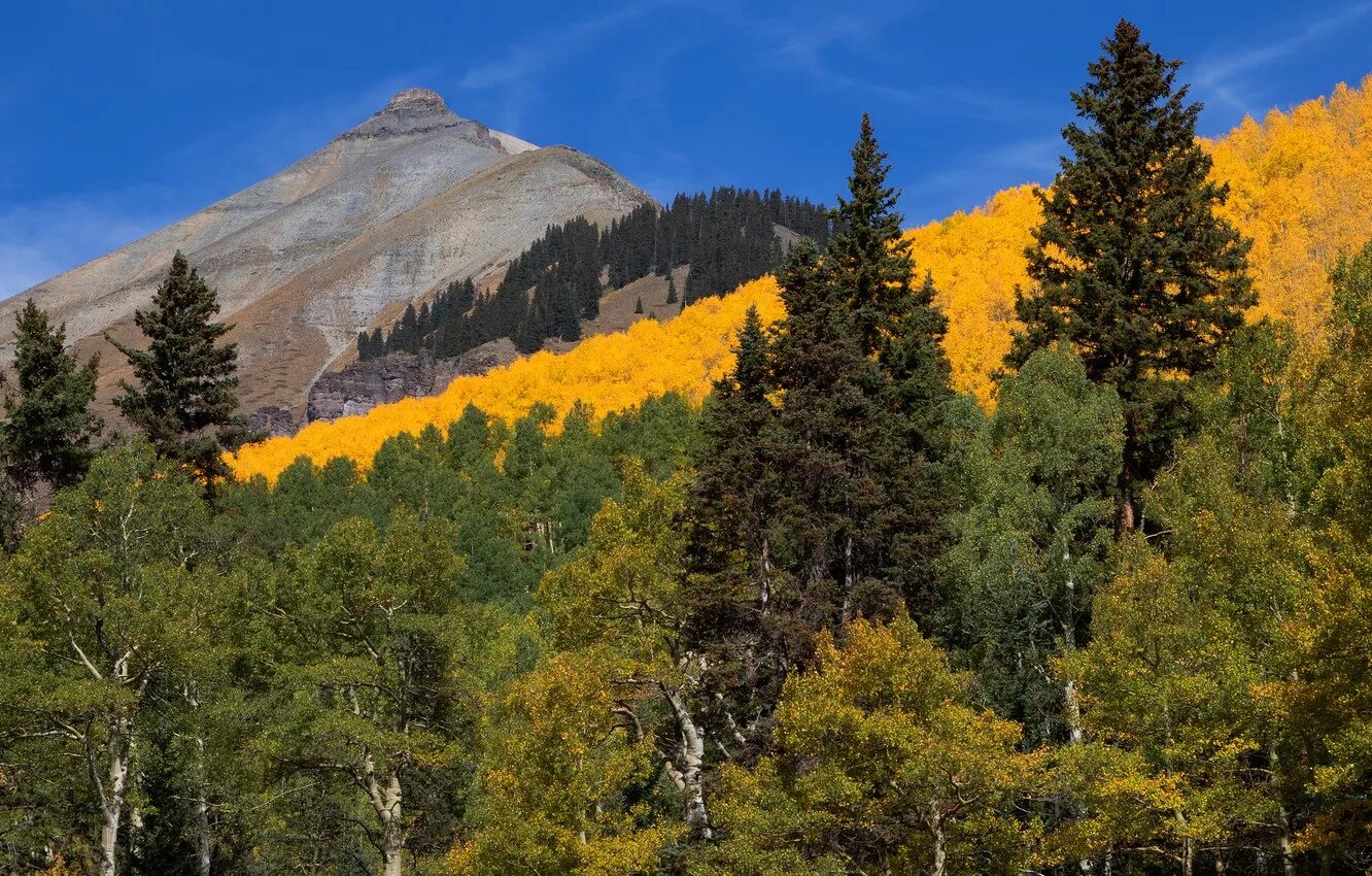 Горная желтая. Горная желтая. Желтые горы. Растения на скалах. Гора желтые тона.