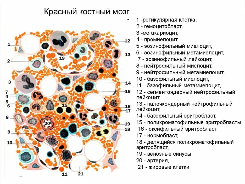 Структуры красного костного мозга. Схема строения красного костного мозга. Гемопоэтический компонент красного костного мозга функции. Строение красного костного мозга гистология. Компоненты красного костного мозга гистология.