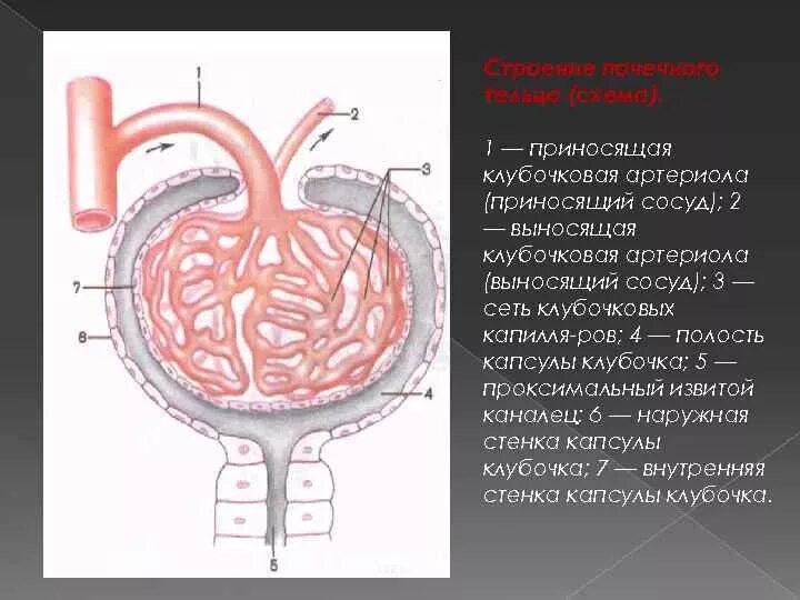 Выносящая артериола почки. Выносящая клубочковая артериола. Кровоснабжение почки приносящая артериола выносящая артериола. Приносящая клубочковая артериола. Артерии и артериолы.