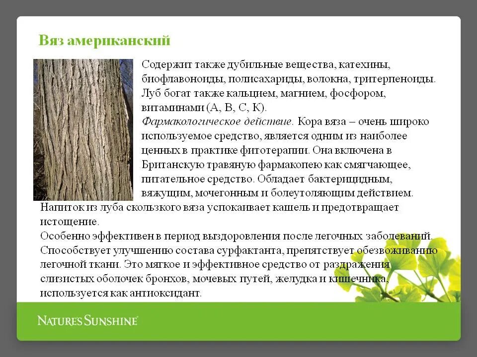 Карагач описание. Вяз дерево описание. Вяз характеристика дерева. Сообщение о дереве вяз.