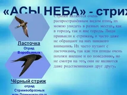 Доклад о стрижах. Стриж стихи для детей. Стрижи презентация 4 класс. Научно познавательный рассказ о стрижах. Научно познавательный рассказ о стрижах.