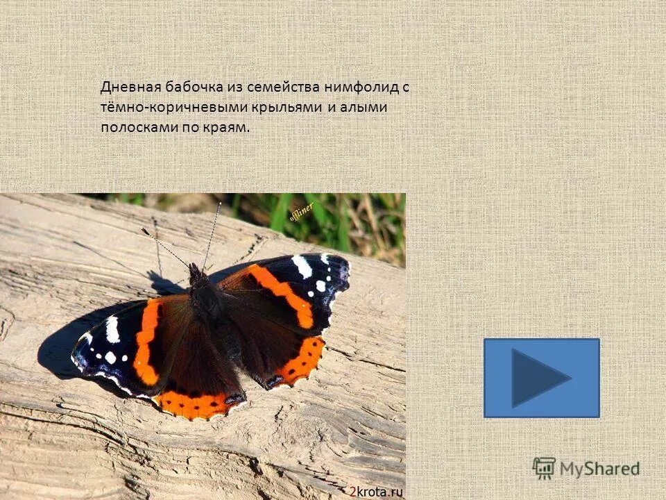 бабочка меланаргия галатея. пестроглазка галатея. бабочка lucina. складчатая люцина. дневная бабочка 7 букв сканворд.