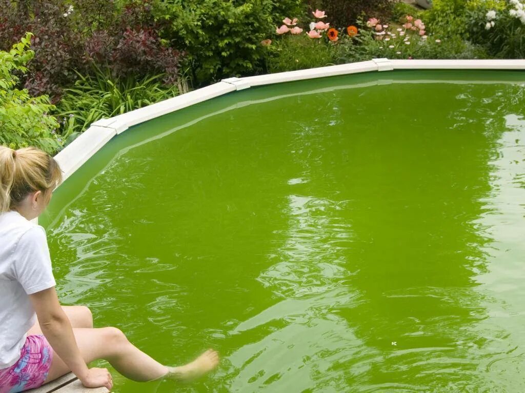 К чему снится бассейн с чистой водой. Зеленая вода в бассейне. Зеленый бассейн. Бассейн с зеленойой водой. Грязная вода в бассейне.
