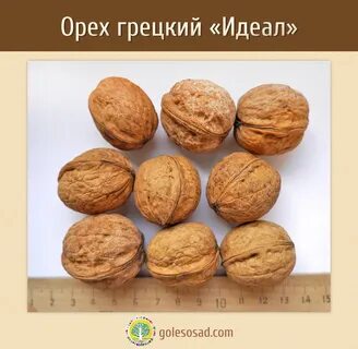 Орех идеал отзывы