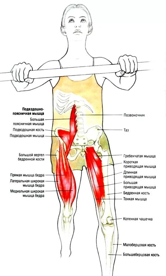Болит бедро и поясница. Растяжка подвздошно-поясничной мышцы. Укорочение подвздошно-поясничной мышцы. Растяжка повздошнопояснтчноц мышцы. Синдром подвздошно-поясничной мышцы лечение.