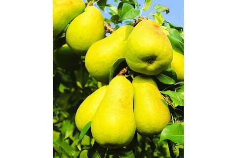 Колоновидные груши отзывы