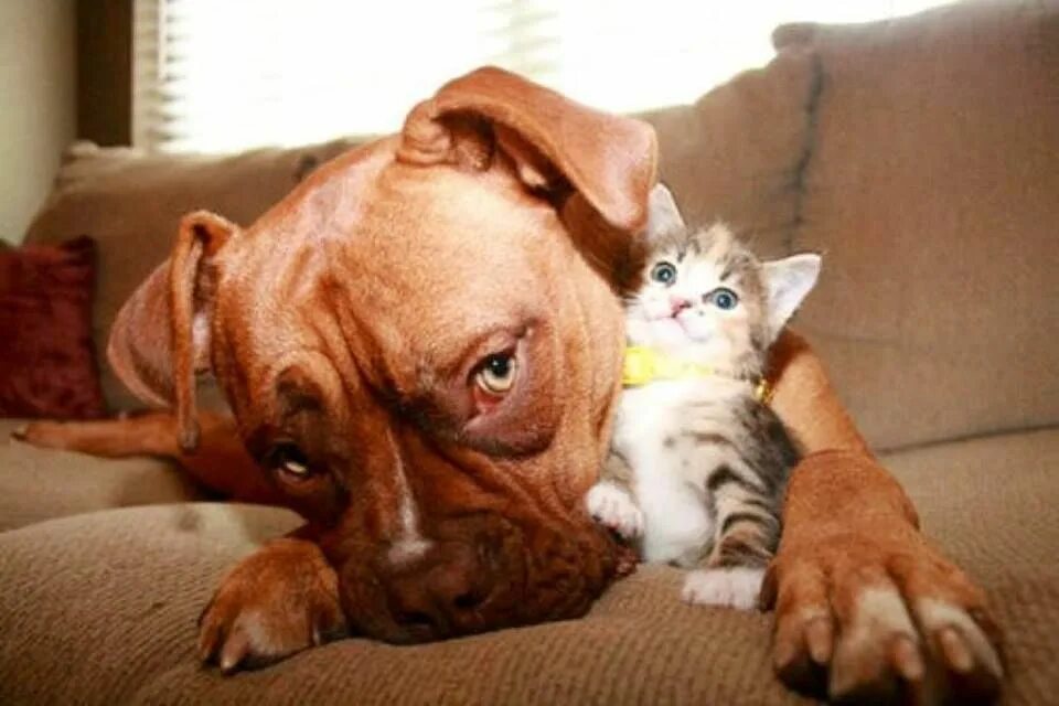 Включи кошечек собачек смешных