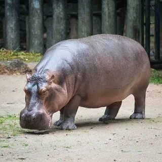Бегемот цвет
