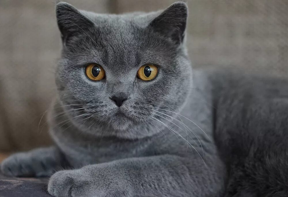 British Shorthair :) Animali
