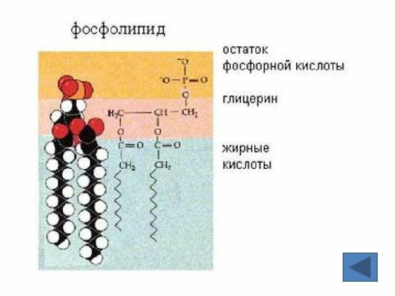 Фосфолипиды клеточной мембраны. Фосфолипиды с жирными кислотами. Фосфолипидная кислота формула.