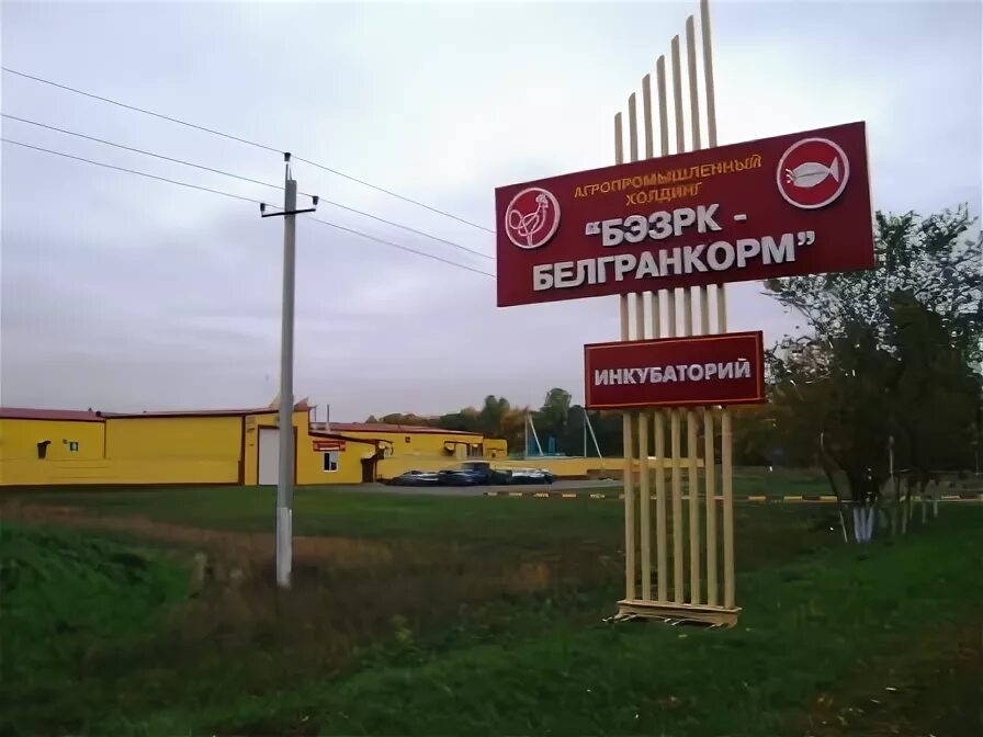 птицефабрика ясные зори белгородский район. ясные зори великий новгород. ооо бэзрк белгранкорм. великий новгород ясные зори ооо белгранкорм. бэзрк белгранкорм.