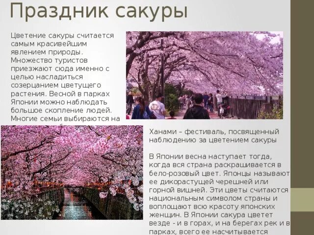 Праздник цветения Сакуры в Японии. Цветение Сакуры в Японии даты 2024. Цветение Сакуры в Японии описание. Сакура история