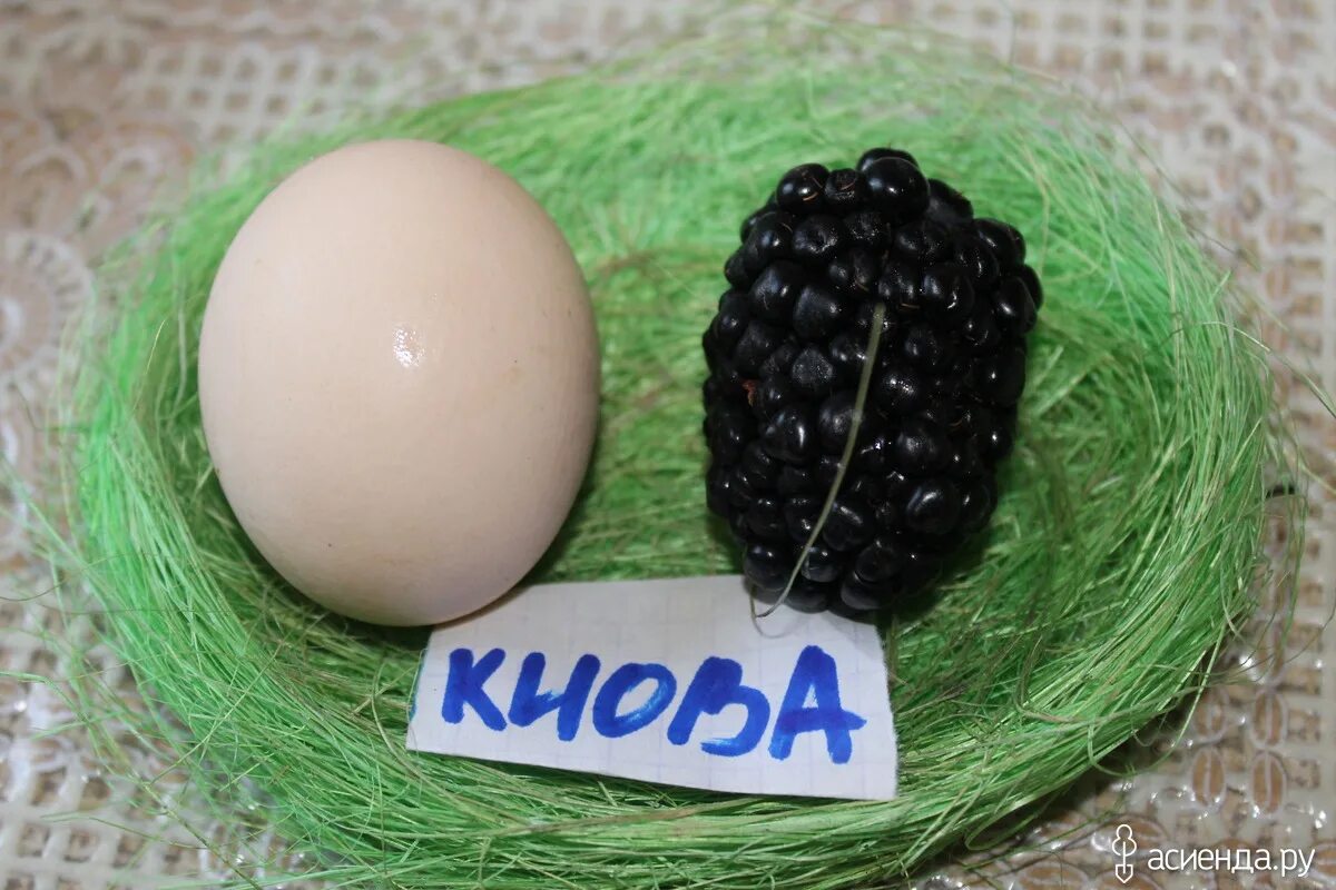 Ежевика киова описание сорта фото отзывы садоводов Ежевика Киова саженцы купить в Москве и Подмосковье в питомнике