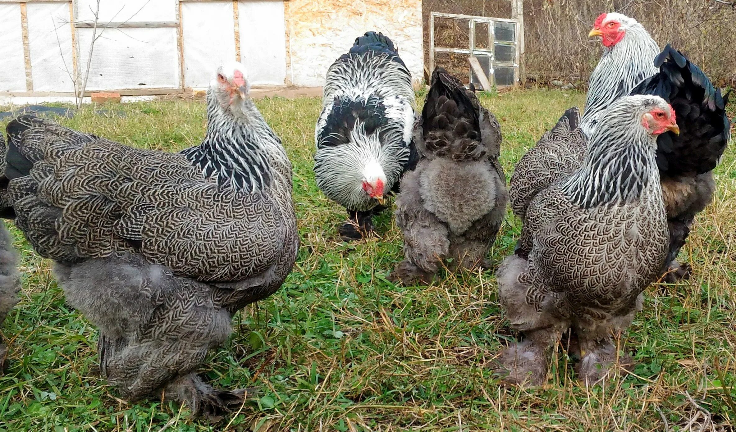 Купить породу брама. Брама куропатчатая. Брама куропатчатая голубоокаймленная. Брама куропатчатая черная. Брама куропатчатая колумбийская.