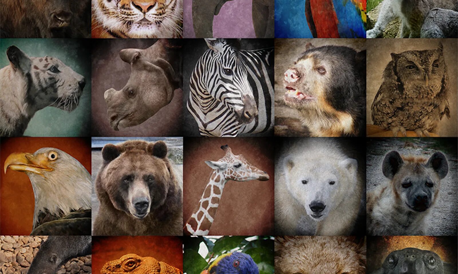 Extinct endangered animals. Extinct endangered animals