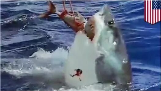 Почему акулы постоянно в движении. Акула напала на вертолет. Нападение акул на серферов. Нападение акулы на вертолет.