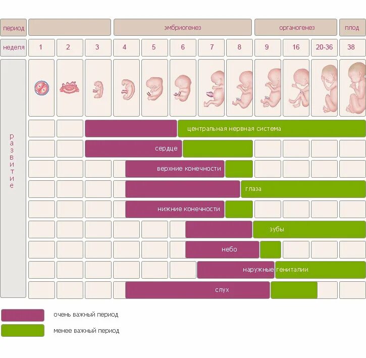 Продолжительность беременности в неделях. Срок беременности. Календарь беременности. Календарь по беременности по неделям. Календарь беременности поинеднлям.