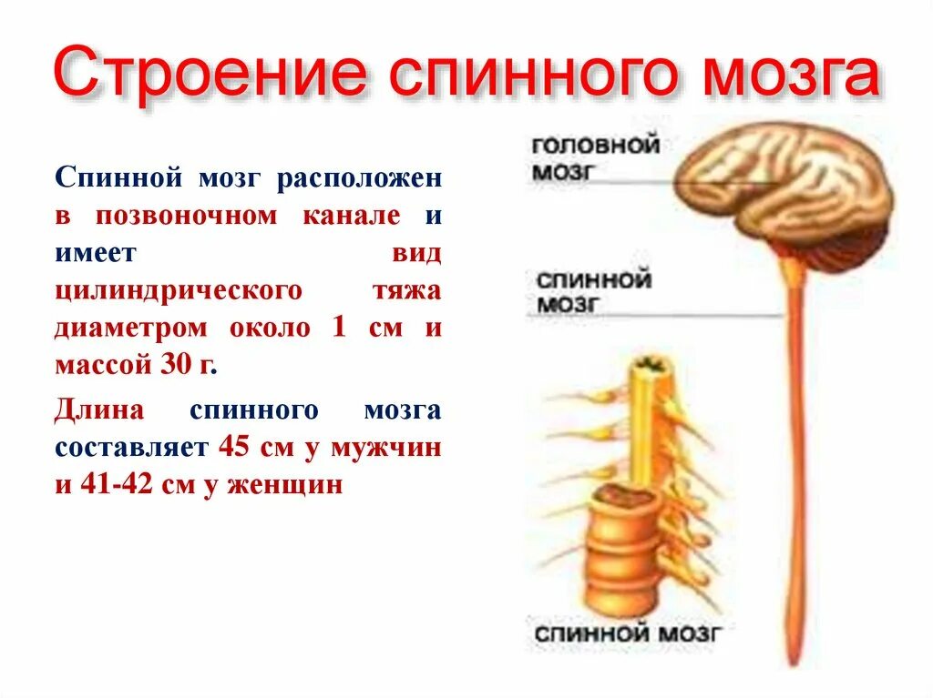 Строение спинного мозга. Строение головного и спинного мозга. Спинной мозг строение и функции таблица. Строение спинного мозга человека. Головной и спинной строение и функции