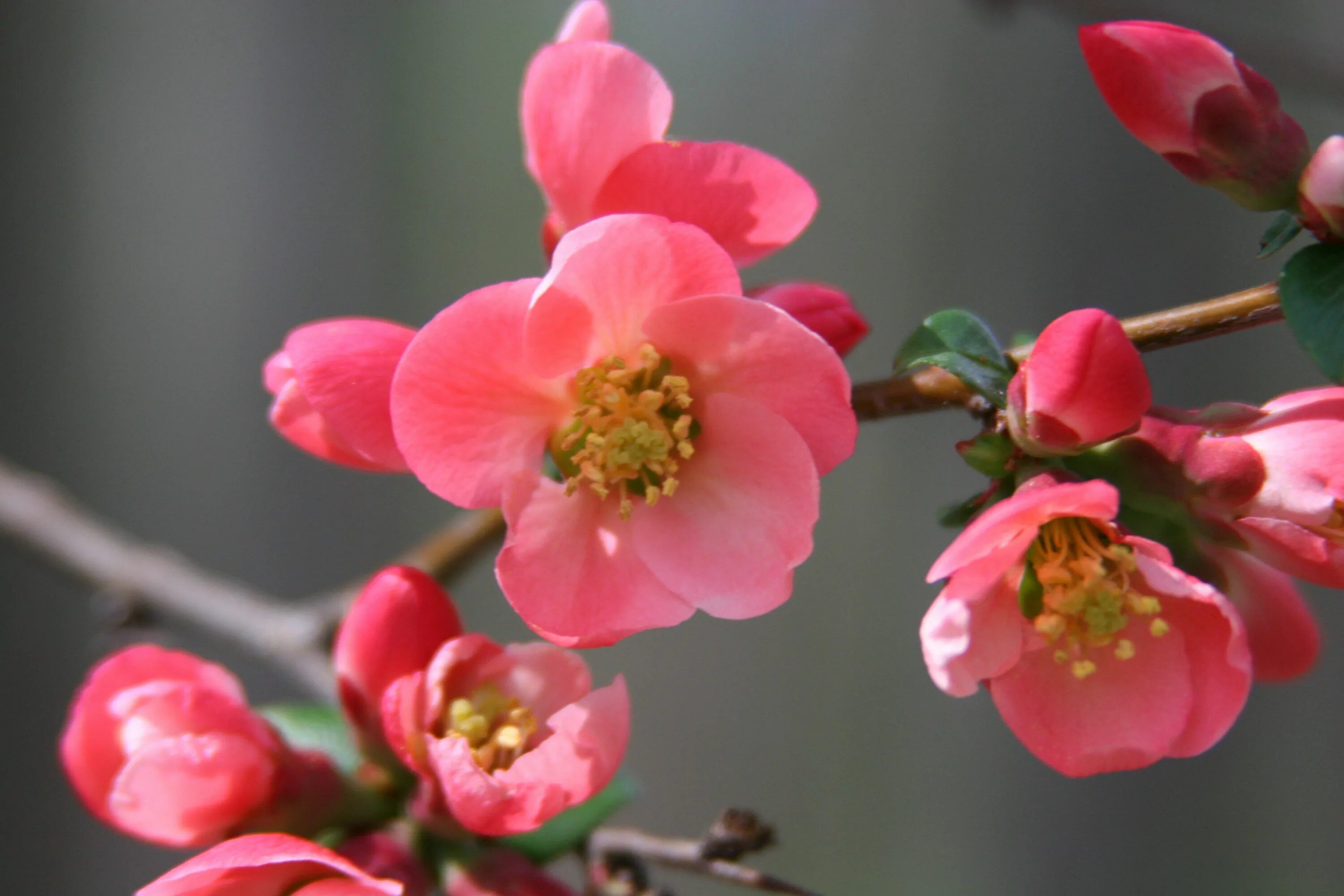 Нектарин блоссом. Apricot Blossom log. Nectarine Blossom 40 мл. Apricot Blossom logo.