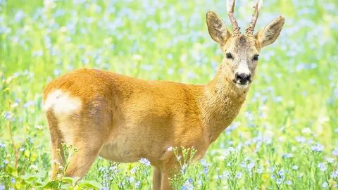 Transeksüel трахает