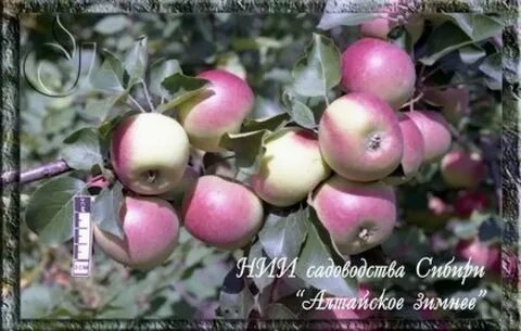 Алтайские яблони
