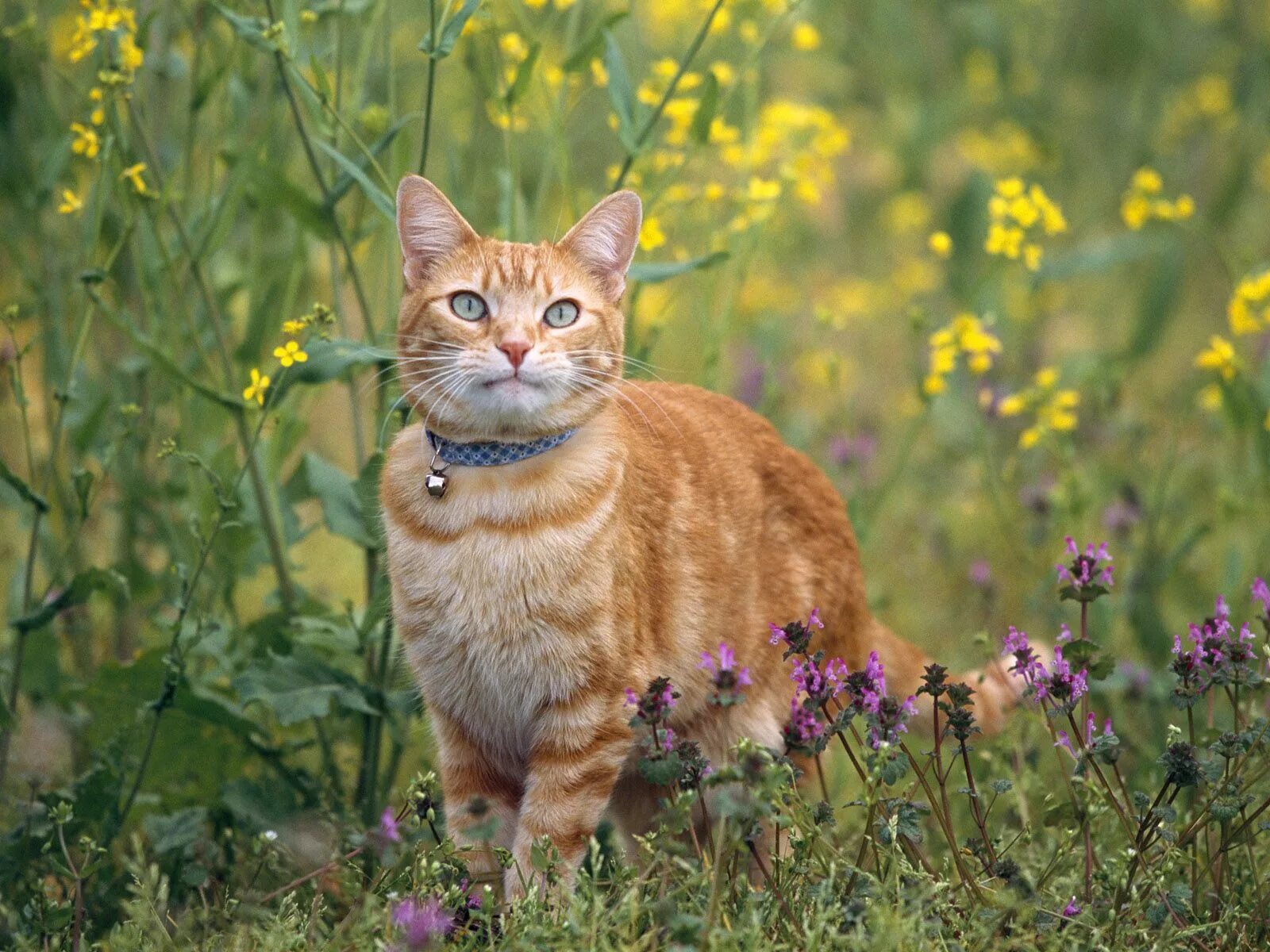 Котик летом
