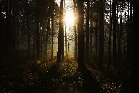 Forest the against