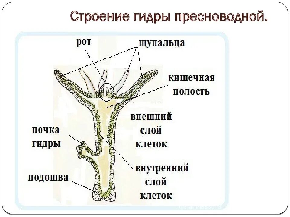 Гидра пресноводная фото строение Рисунок пресноводной гидры