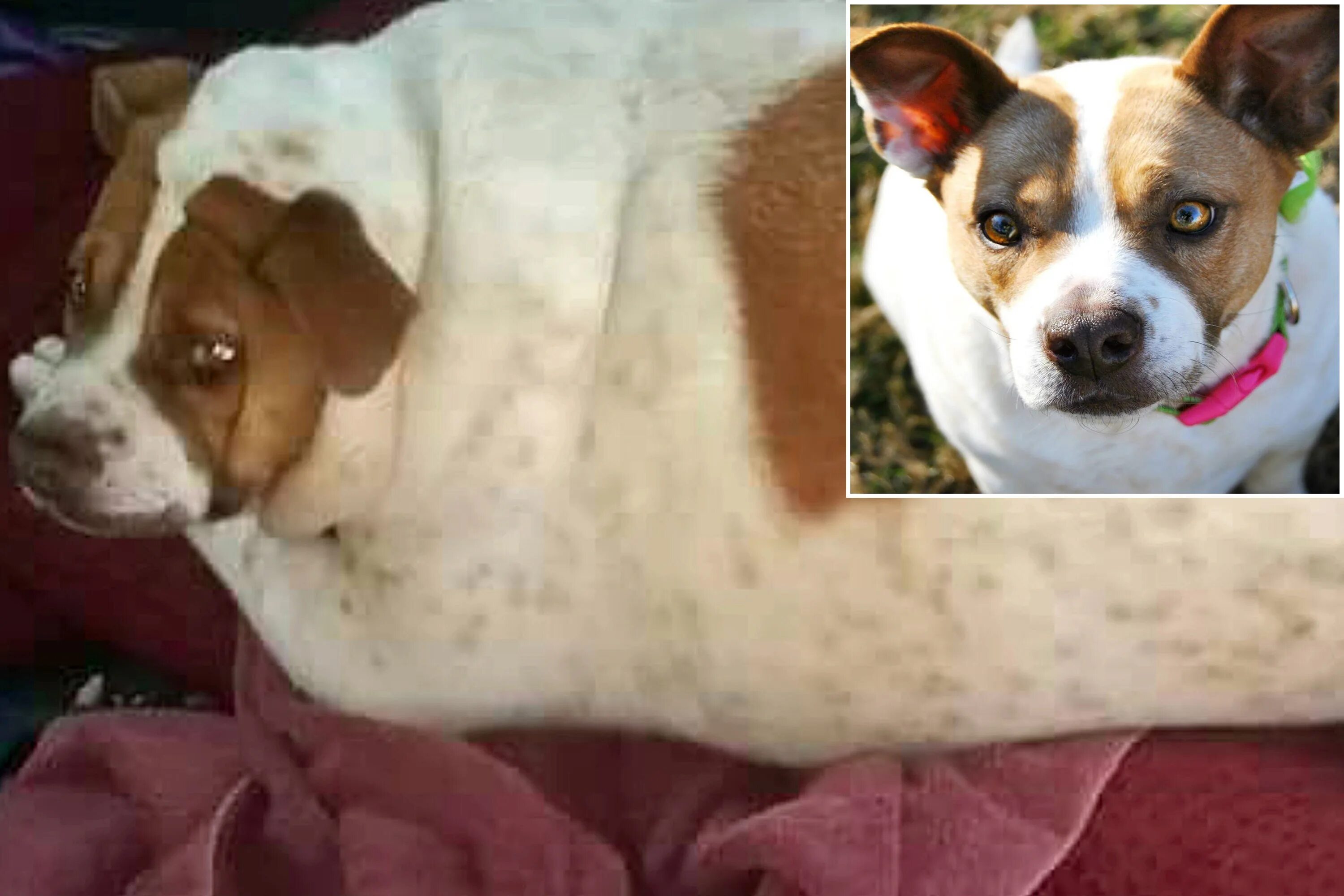 Figure 5 from Guidelines for the diagnosis and antimicrobial therapy of canine s