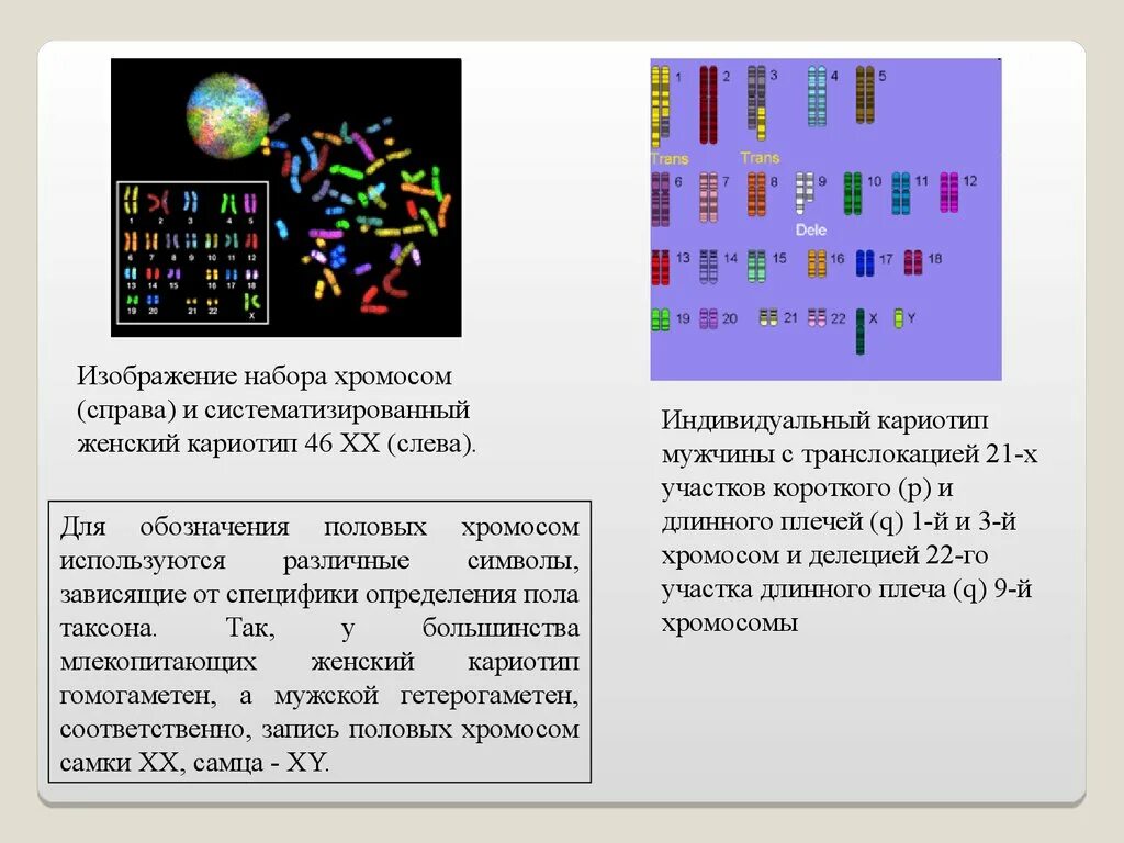 Отличие хромосомного набора самца от набора самки. Набор хромосом обозначение. Систематизированный кариотип это. Генетика хромосомный набор. Индивидуальный кариотип.