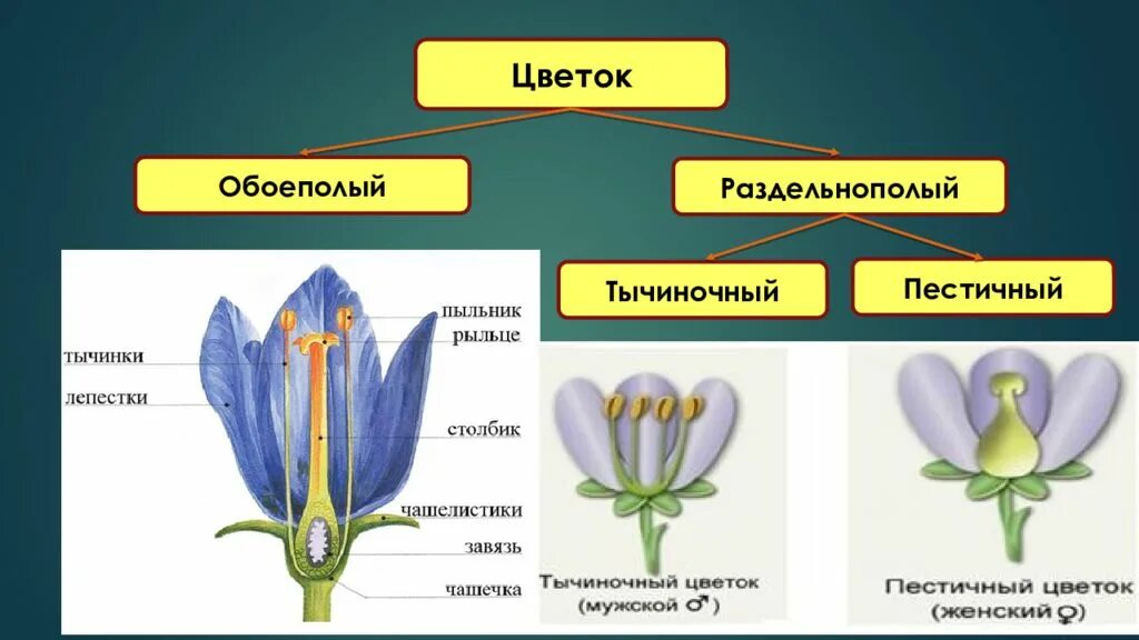6 класс биология строение цветка вывод. Генеративные органы цветки соцветия. генеративные органы цветущих растений. соцветие это генеративный орган. генеративные органы цветки соцветия биология 6.