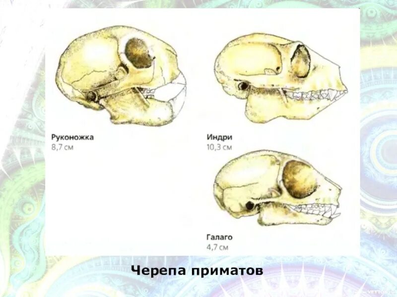 Череп млекопитающих отличается большой. Череп приматов строение. черепа млекопитающих различных отрядов. строение черепа обезьяны.