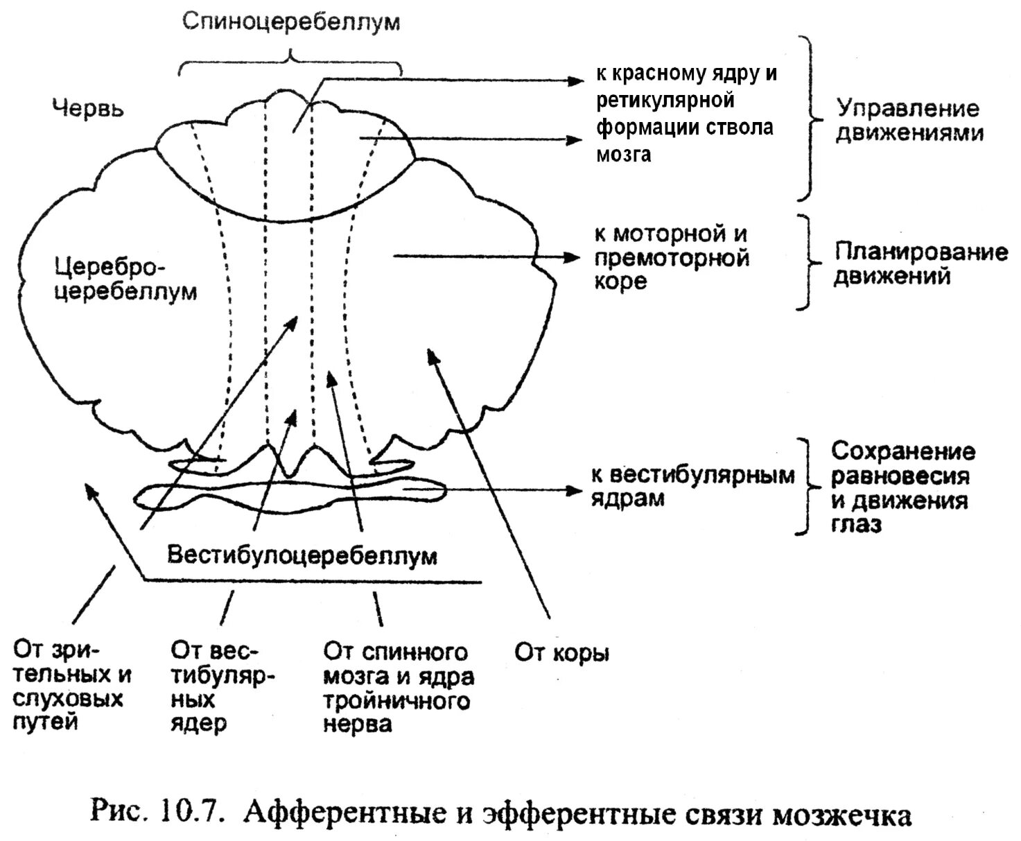 Афферентные пути мозжечка схема. Анатомия мозжечка неврология. Схема связей мозжечка с другими структурами ЦНС. Ядра мозжечка схема анатомия. Координация движения глаз