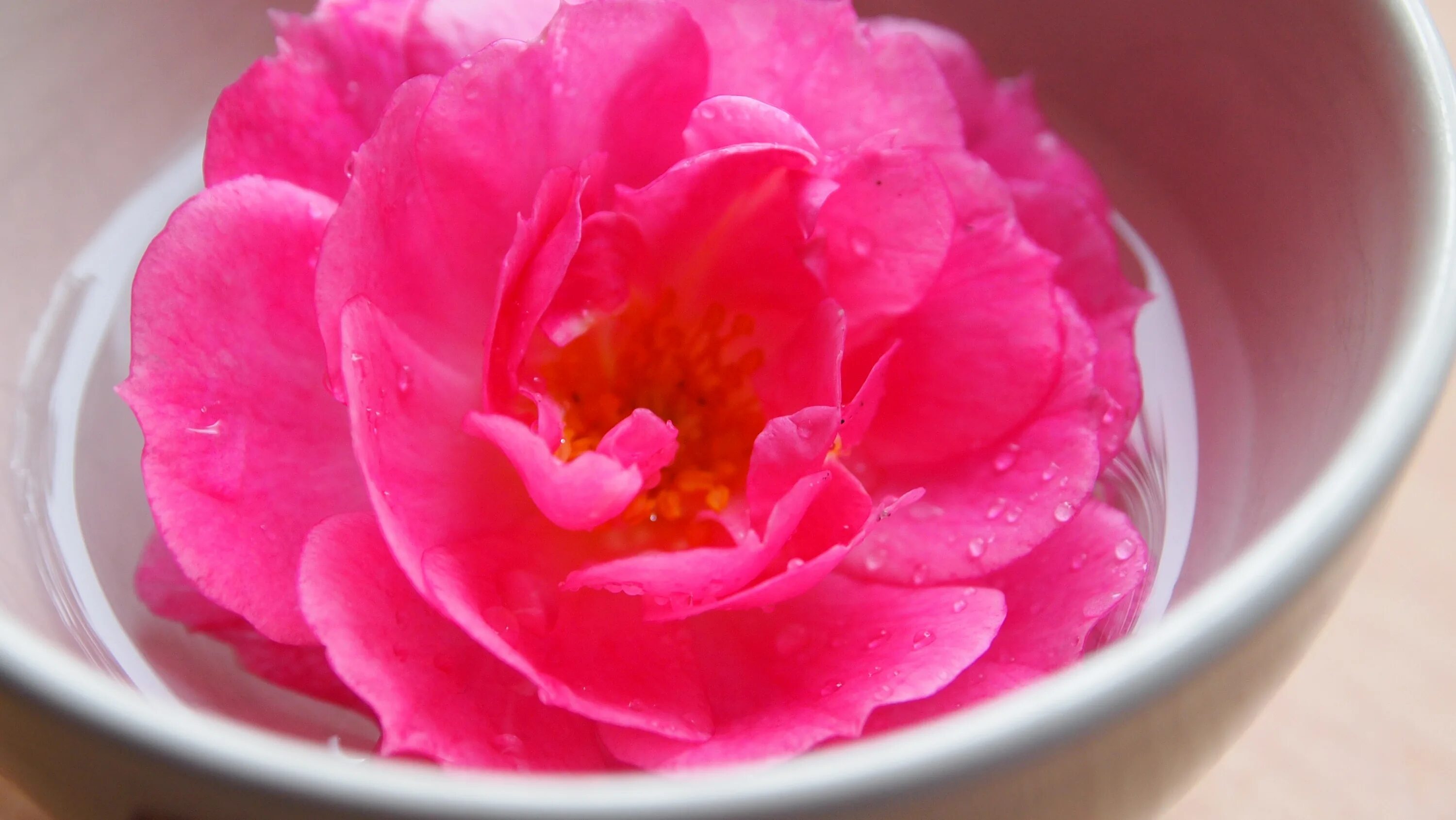 Что добавить в воду к розам. Розовая вода. Пионы водные розы. Розовая вода для растений. Чан воды с розовыми лепестками.