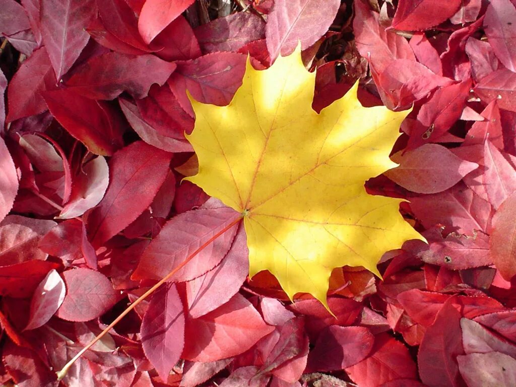 красновато желтые листья. оранжевый лист. осенние листья желтые и оранжевые. осенний клен. осень.