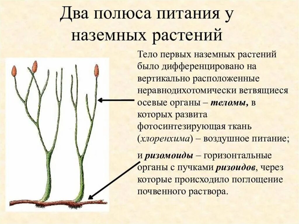 Список наземных растений