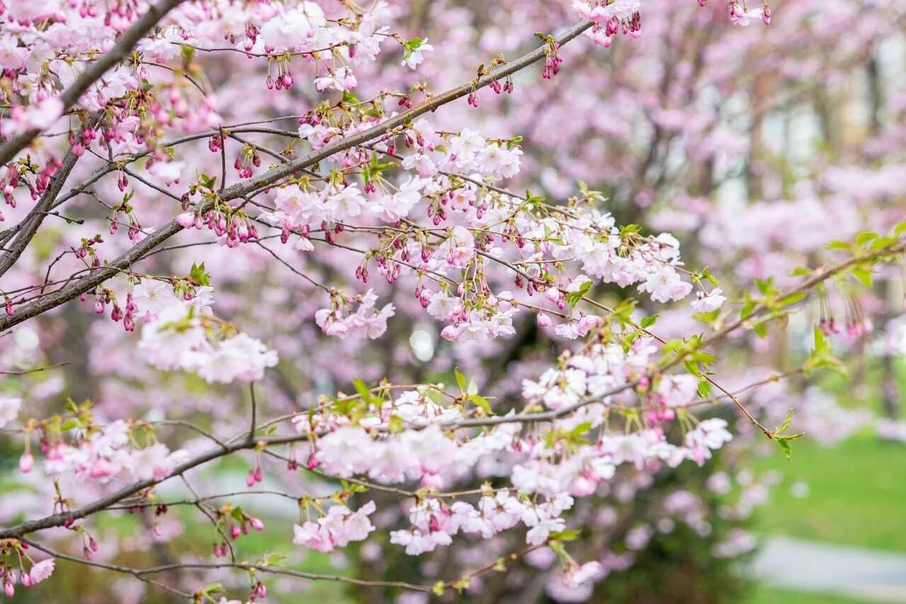 Когда начинают цвести цветы. Магнолия и Сакура. Цветение магнолии. Цветение Сакуры в Японии сады. Цветущие деревья в Японии.
