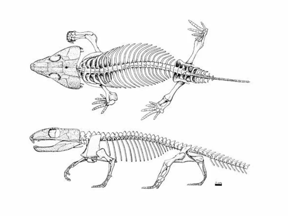 Внутренний скелет впервые. Aguti captorhinus. палеотирис. хвост крокодила скелет. скелет агути.