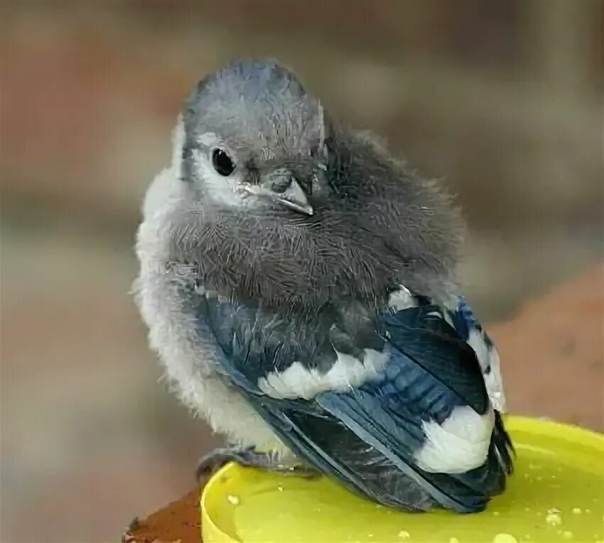 Chick blue. Chick cartoon. Синий птенец. Chick blue. Птицы мультяшные.