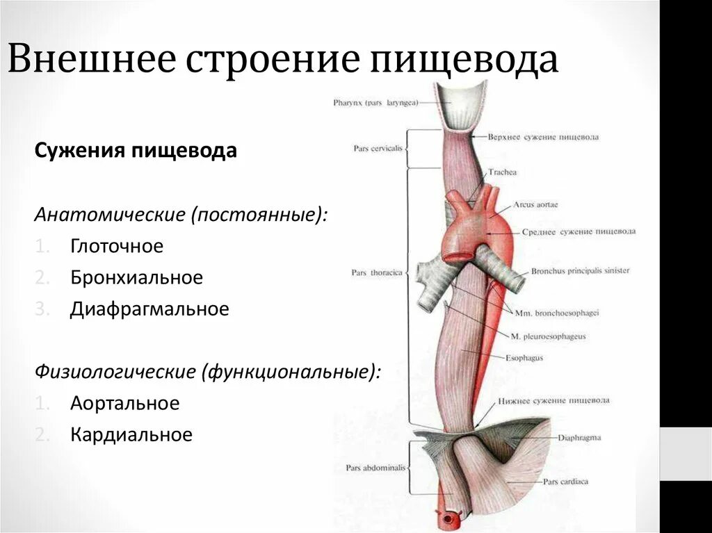 Кардиальный латынь. Строение пищевода вид спереди. Скелетотопия пищевода анатомия. Синтопия пищевода анатомия. Анатомические сужения пищевода.