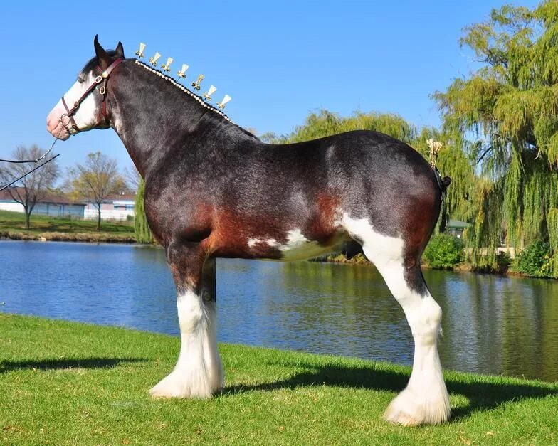 Budweiser Clydesdales at Lambs Farm Big horses, Clydesdale horses, Clydesdale