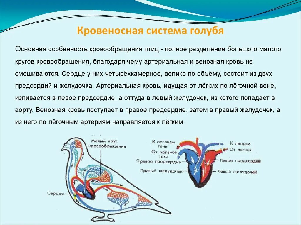 Почему птицы поддерживают постоянную температуру тела. Кровеносная система система птиц. Кровеносная система птиц 7 класс биология. Характеристика строение птиц кровеносная система. Кровеносная система птиц схема.